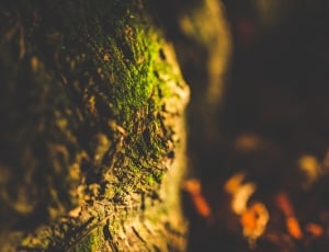 root, tree, green, moss, nature, growth thumbnail