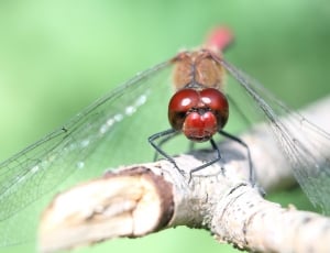 roseate dragonfly thumbnail