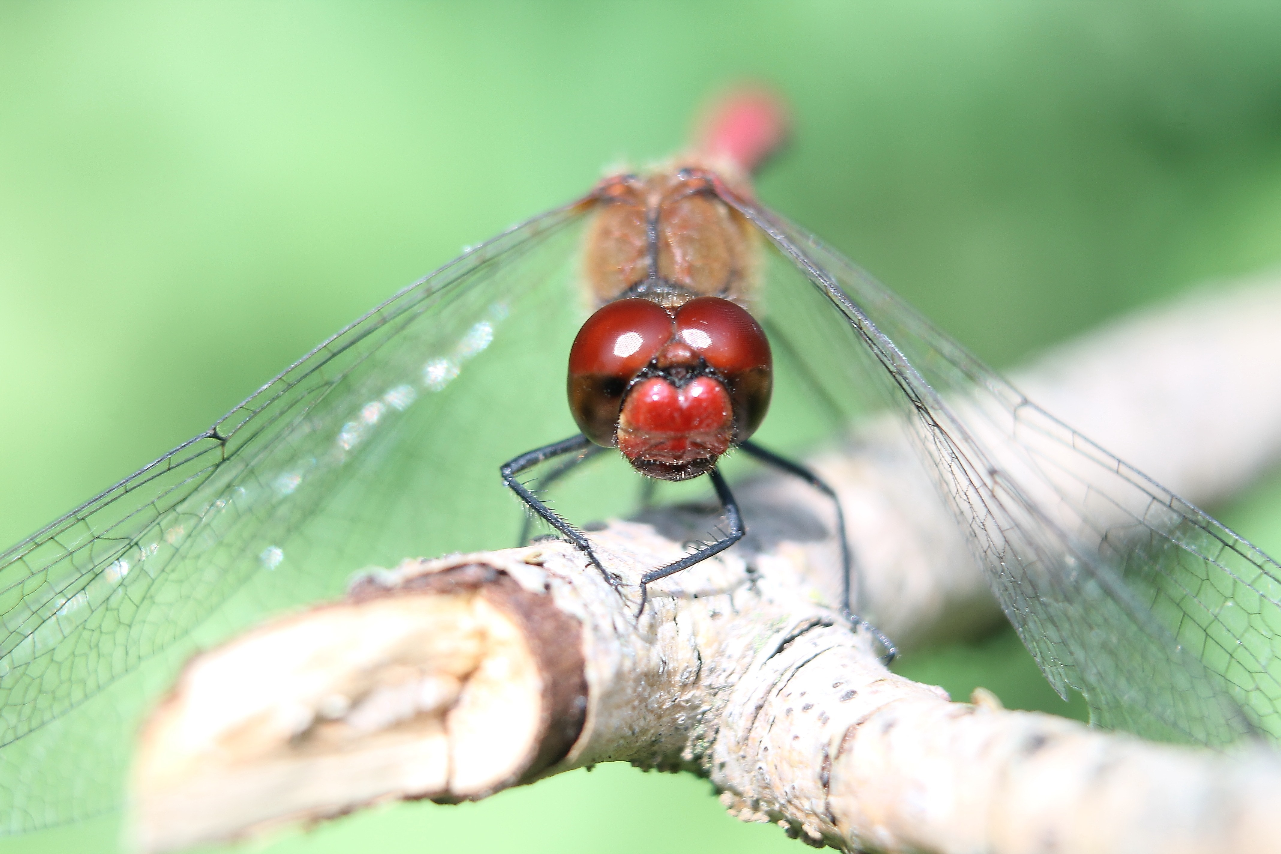 roseate dragonfly