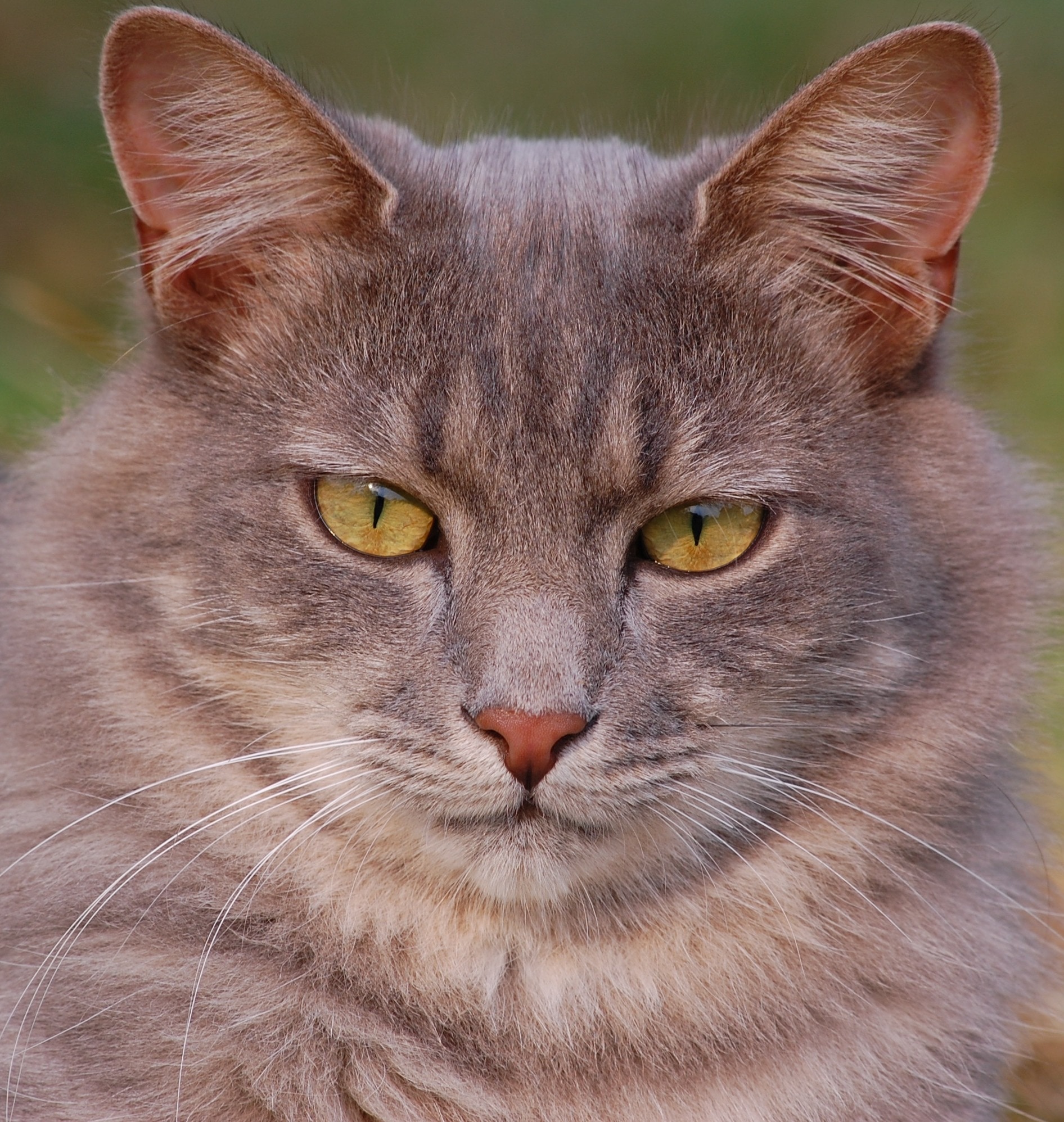 gray long fur cat