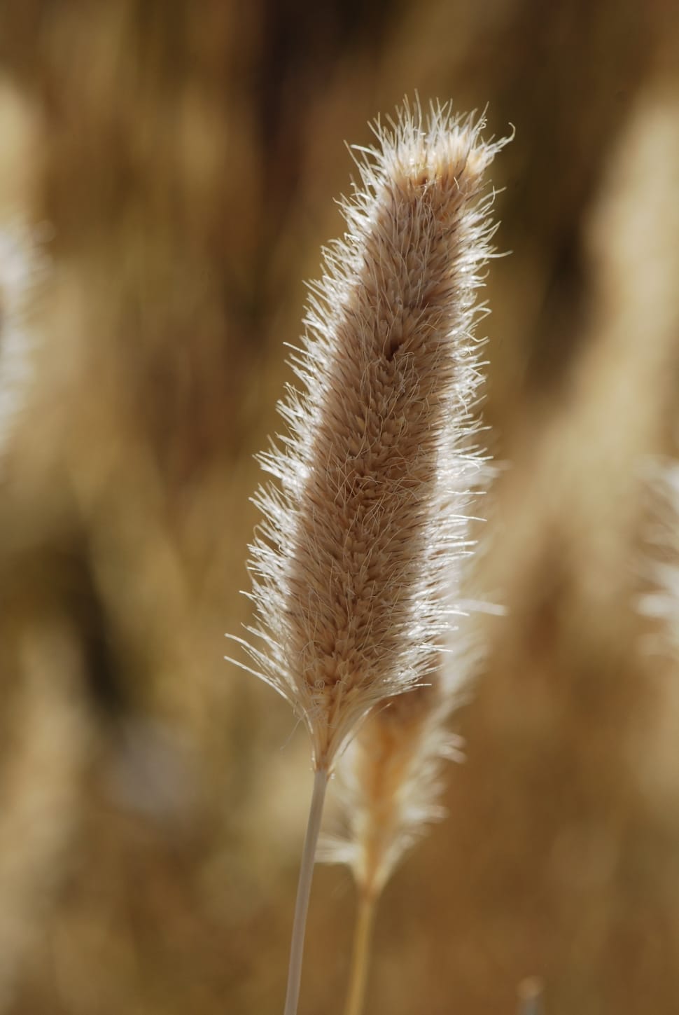 Grass, Grain, Field, Ear, nature, growth preview