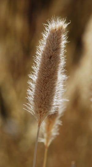 Grass, Grain, Field, Ear, nature, growth thumbnail