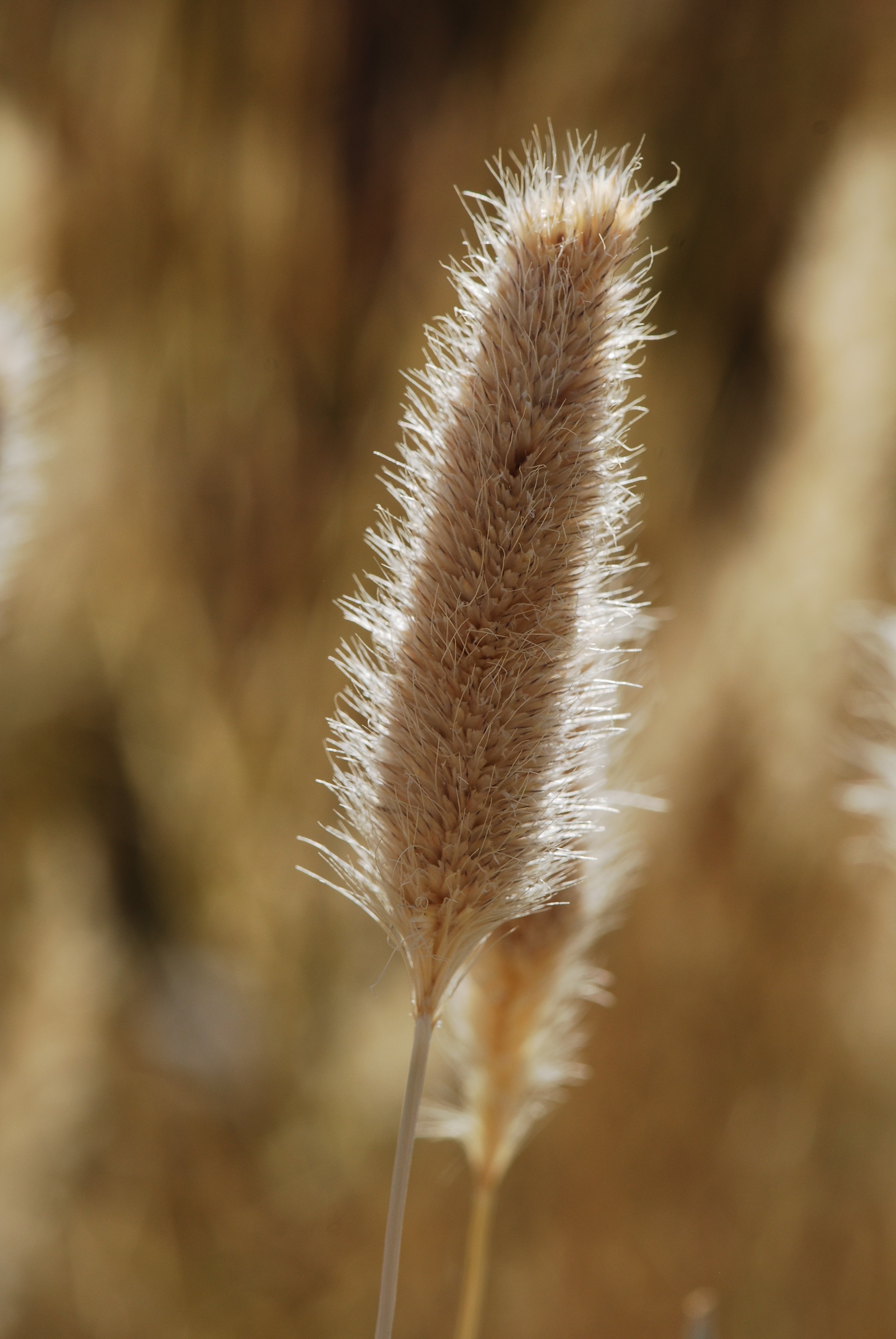 Grass, Grain, Field, Ear, nature, growth
