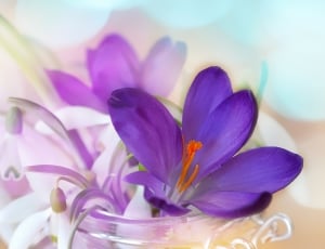 Crocus, Snowdrop, Lily Of The Valley, flower, purple thumbnail