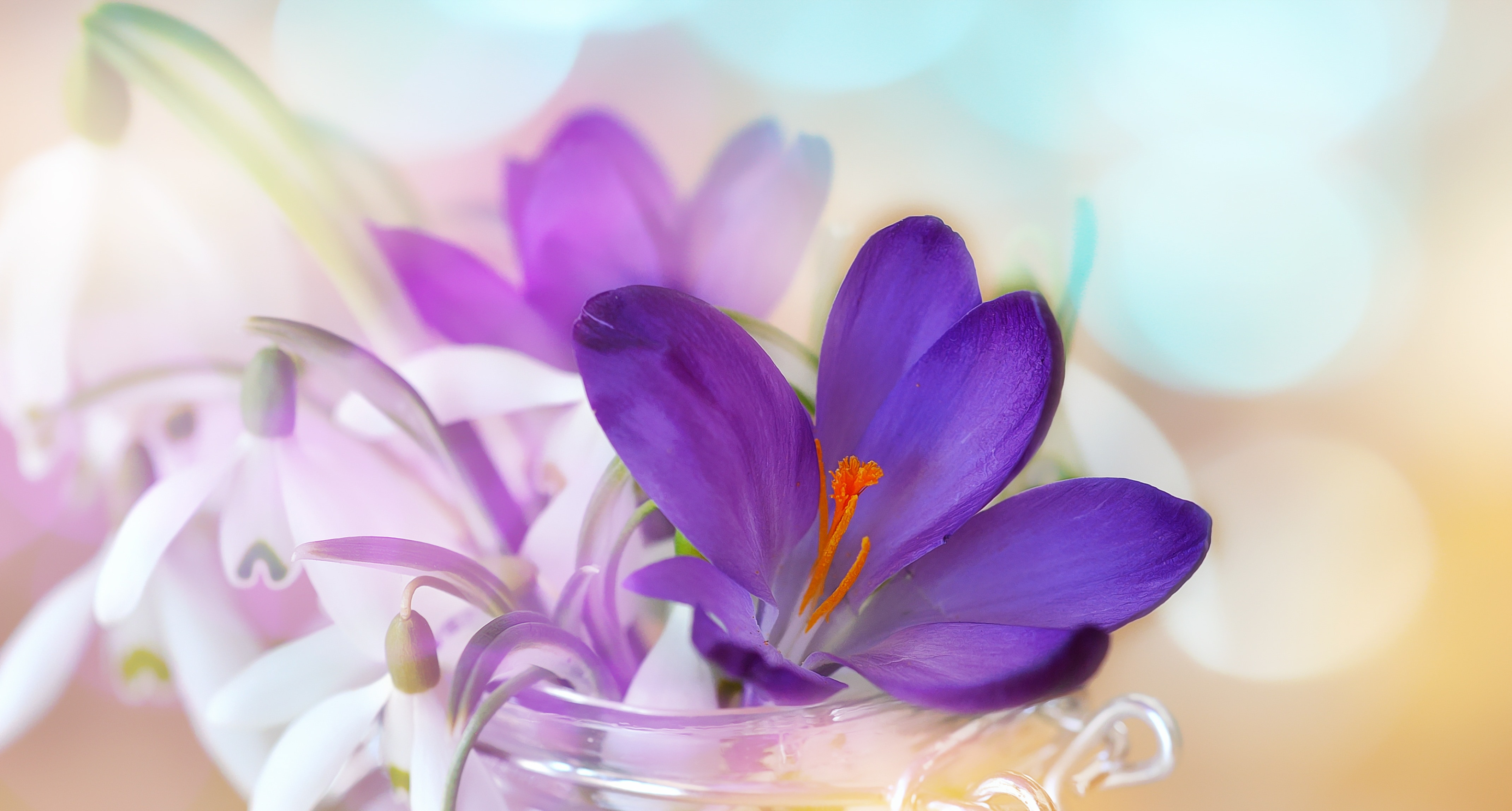 Crocus, Snowdrop, Lily Of The Valley, flower, purple