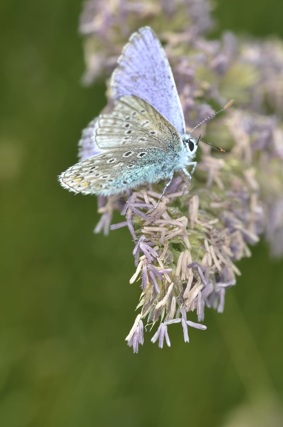 female common blue butterfly preview