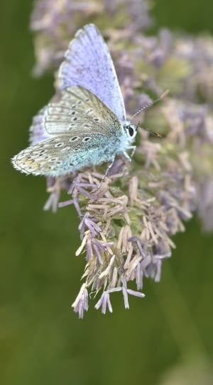 female common blue butterfly thumbnail