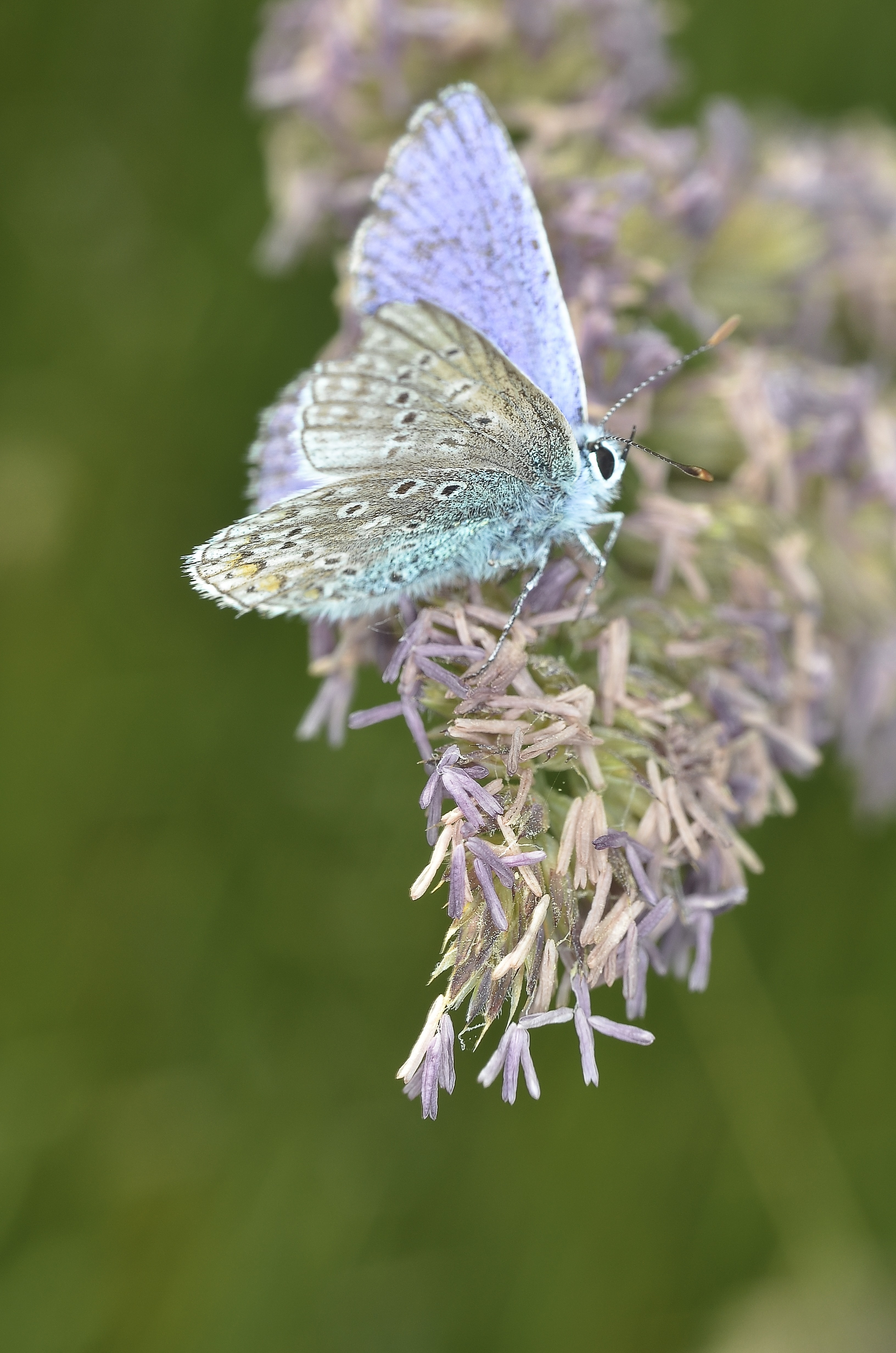 female common blue butterfly