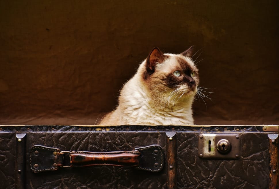 siamese cat preview