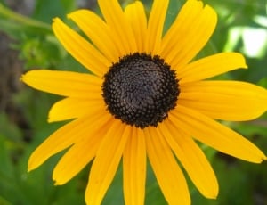 Flower, Black-Eyed Susan, Yellow, flower, petal thumbnail