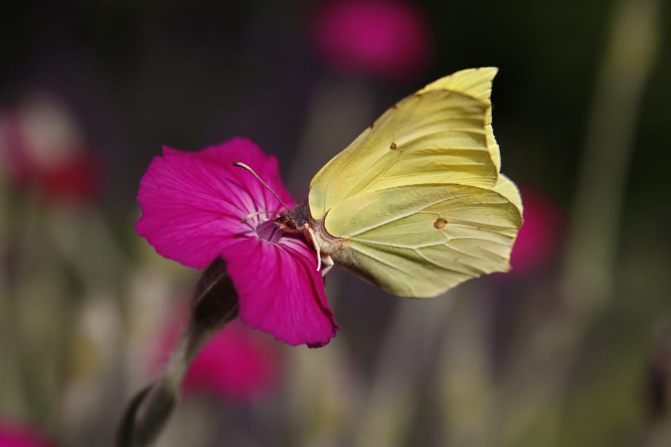 yellow butterfly and pink flower preview