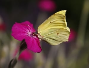 yellow butterfly and pink flower thumbnail
