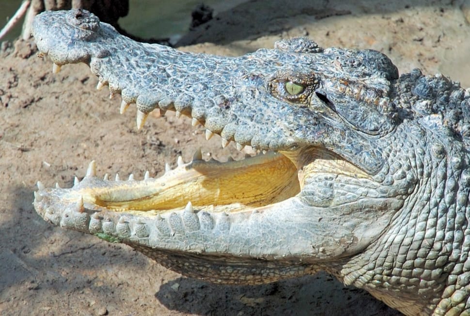 grey crocodile free image | Peakpx
