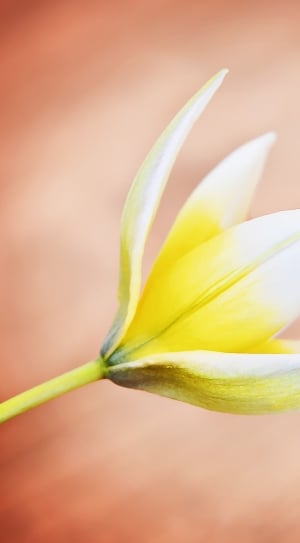 Small Star Tulip, Star Tulip, Flower, flower, freshness thumbnail