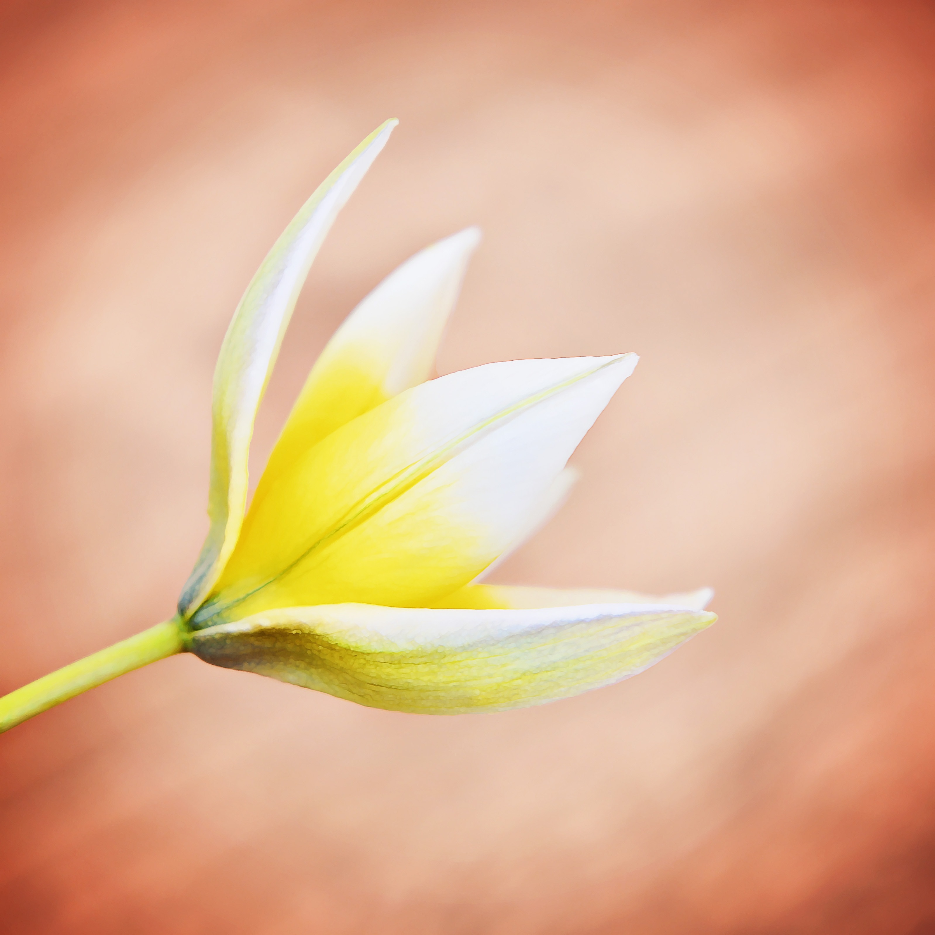 Small Star Tulip, Star Tulip, Flower, flower, freshness