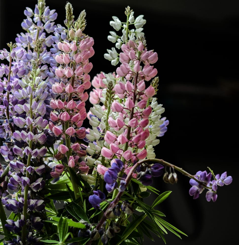silhouette of pink, purple and blue lupines preview