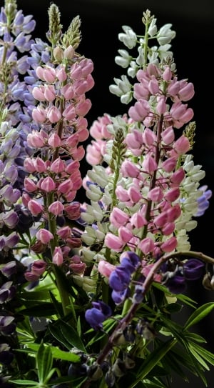 silhouette of pink, purple and blue lupines thumbnail