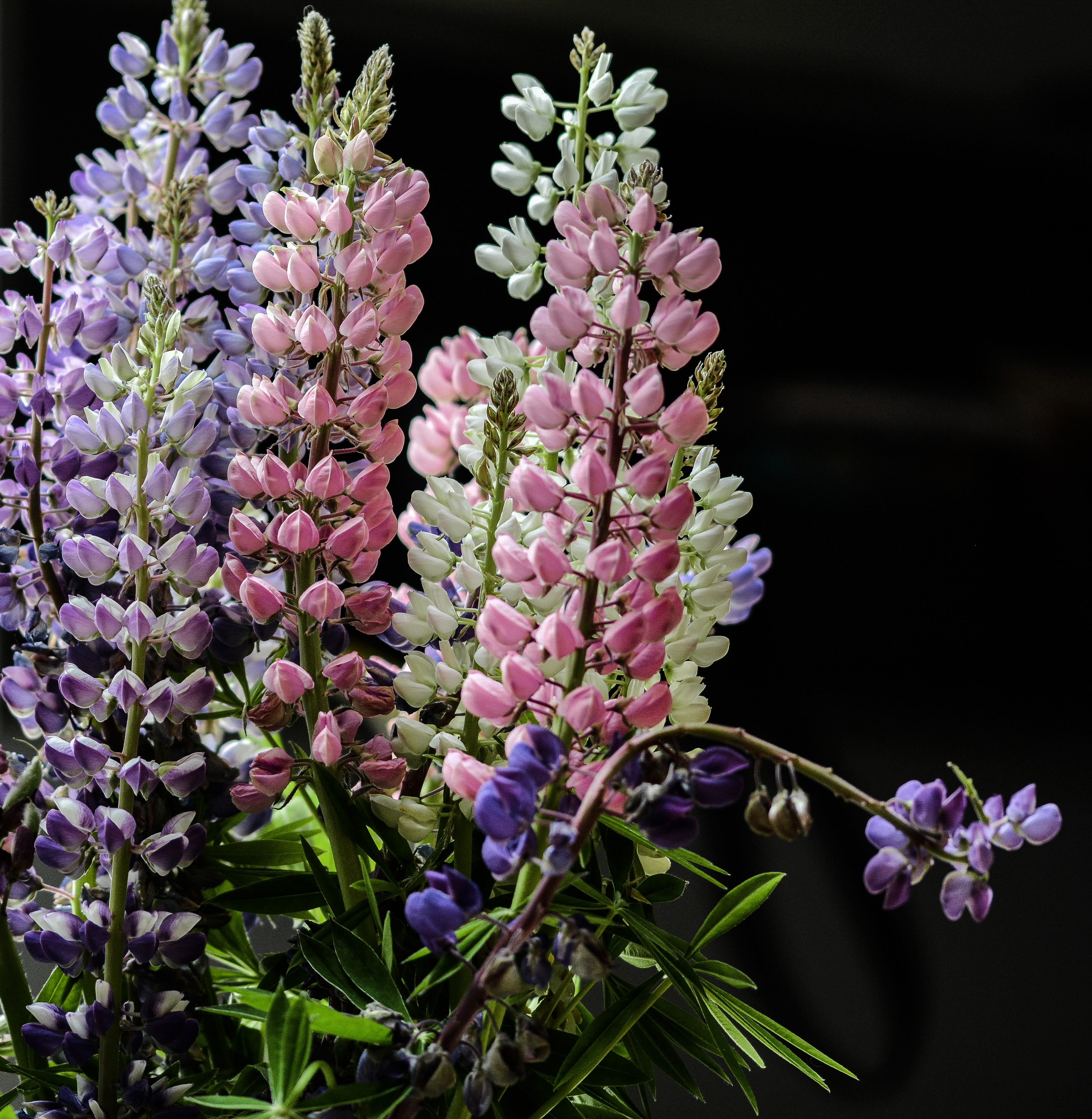 silhouette of pink, purple and blue lupines
