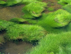 green grasses thumbnail