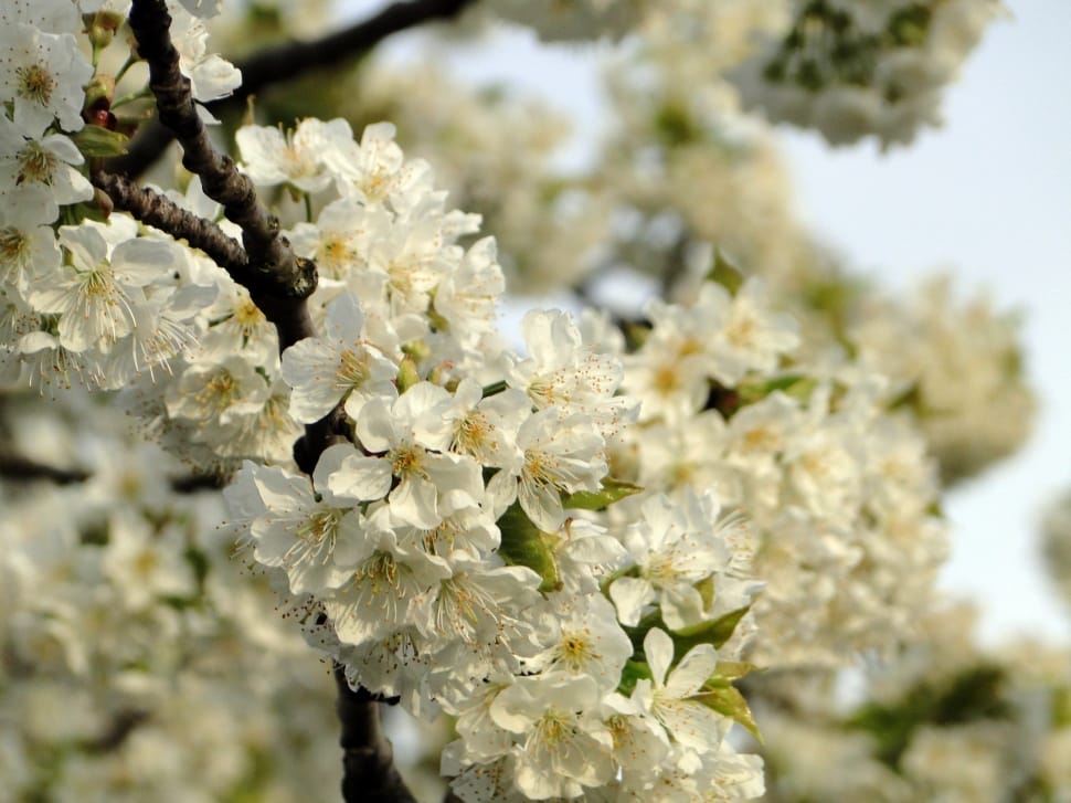 Cherry Blossom, Spring, Cherry, Flowers, flower, nature preview
