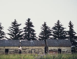 3 grey wooden house near pine trees at daytime thumbnail