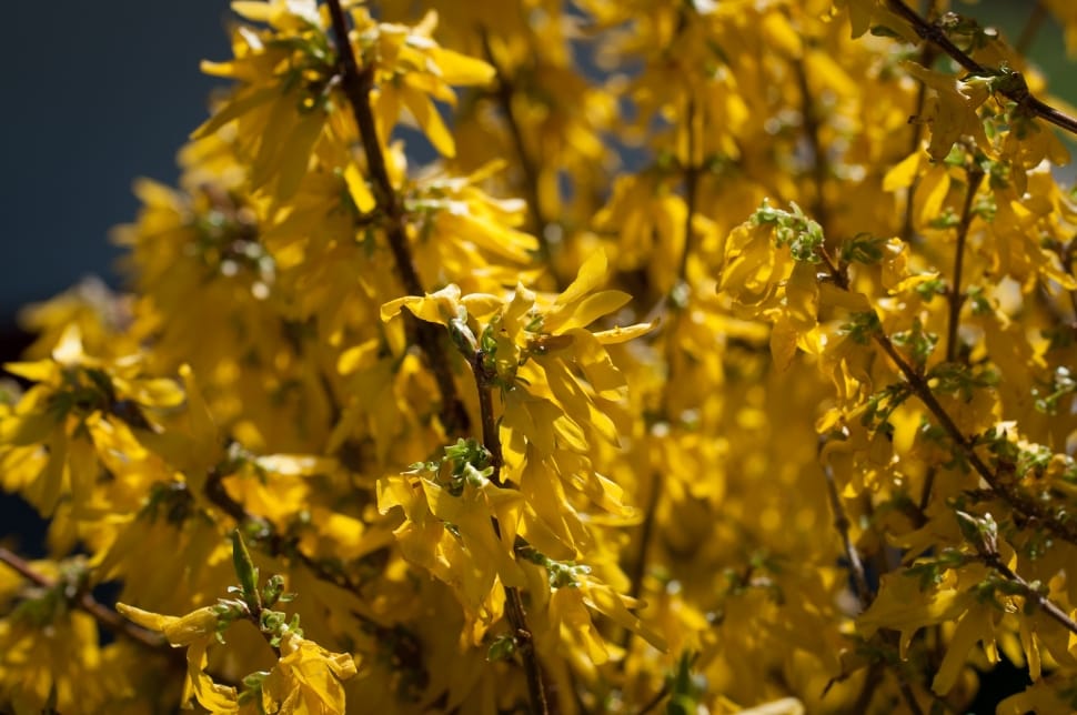 yellow and green forsythia bush preview