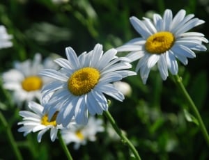 daisy flowers thumbnail