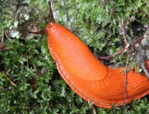 closeup photo of orange slime on green grass thumbnail
