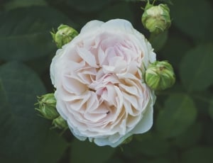 white petal flower macro photography thumbnail