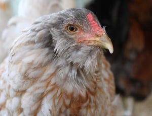 brown and white hen thumbnail