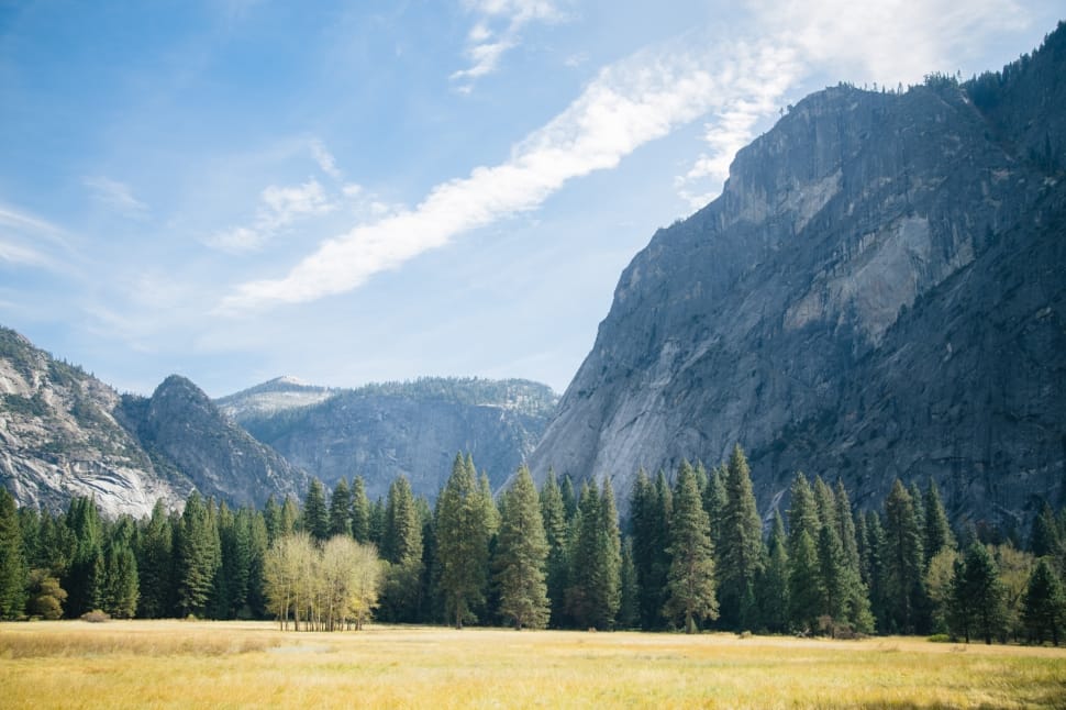 trees and mountains preview
