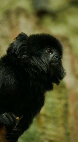 selective photo of black mammal thumbnail