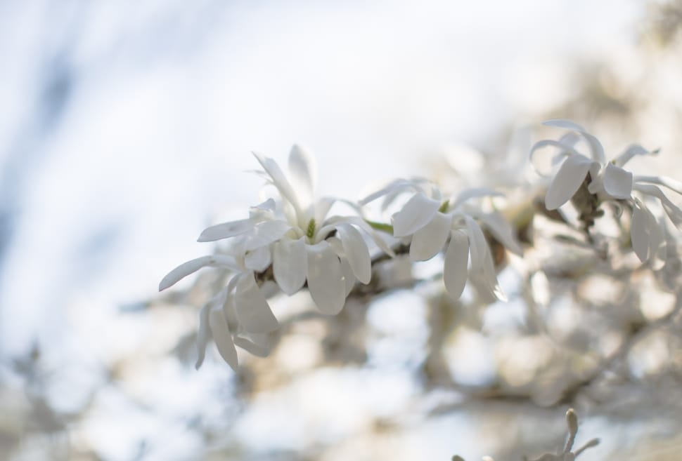 white petaled flower bloom during daytime on focus photography preview