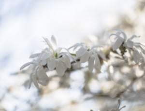 white petaled flower bloom during daytime on focus photography thumbnail