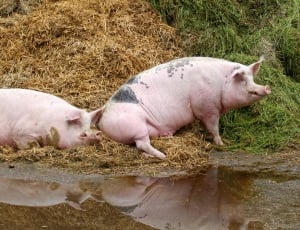 two pink pigs on brown and green grass thumbnail