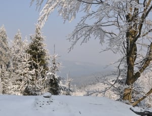 pine trees with snow thumbnail
