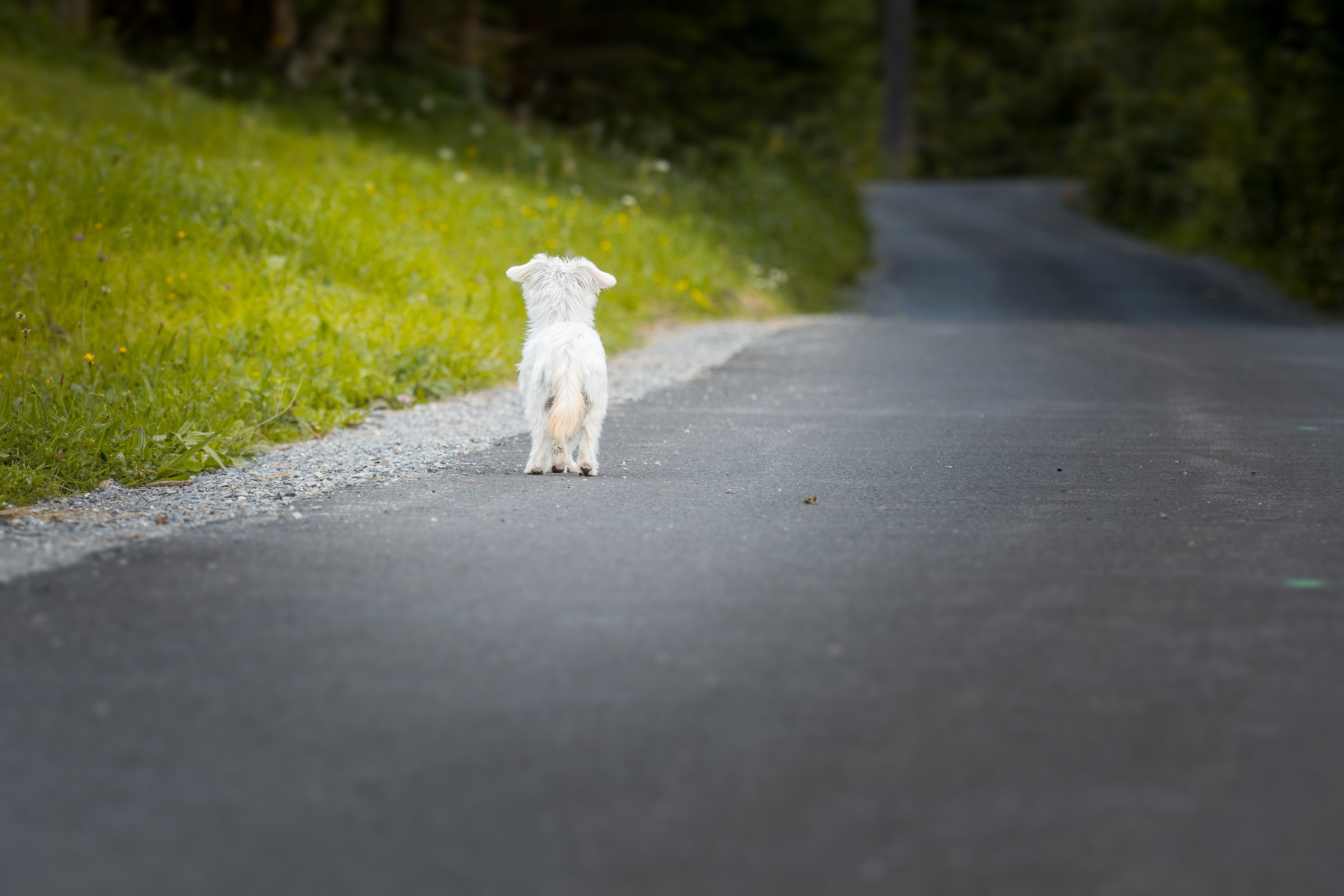 white medium coat small size dog