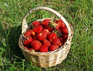 strawberries in brown wicker basket thumbnail
