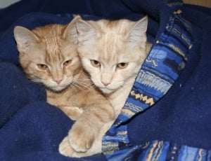 two orange tabby cat thumbnail
