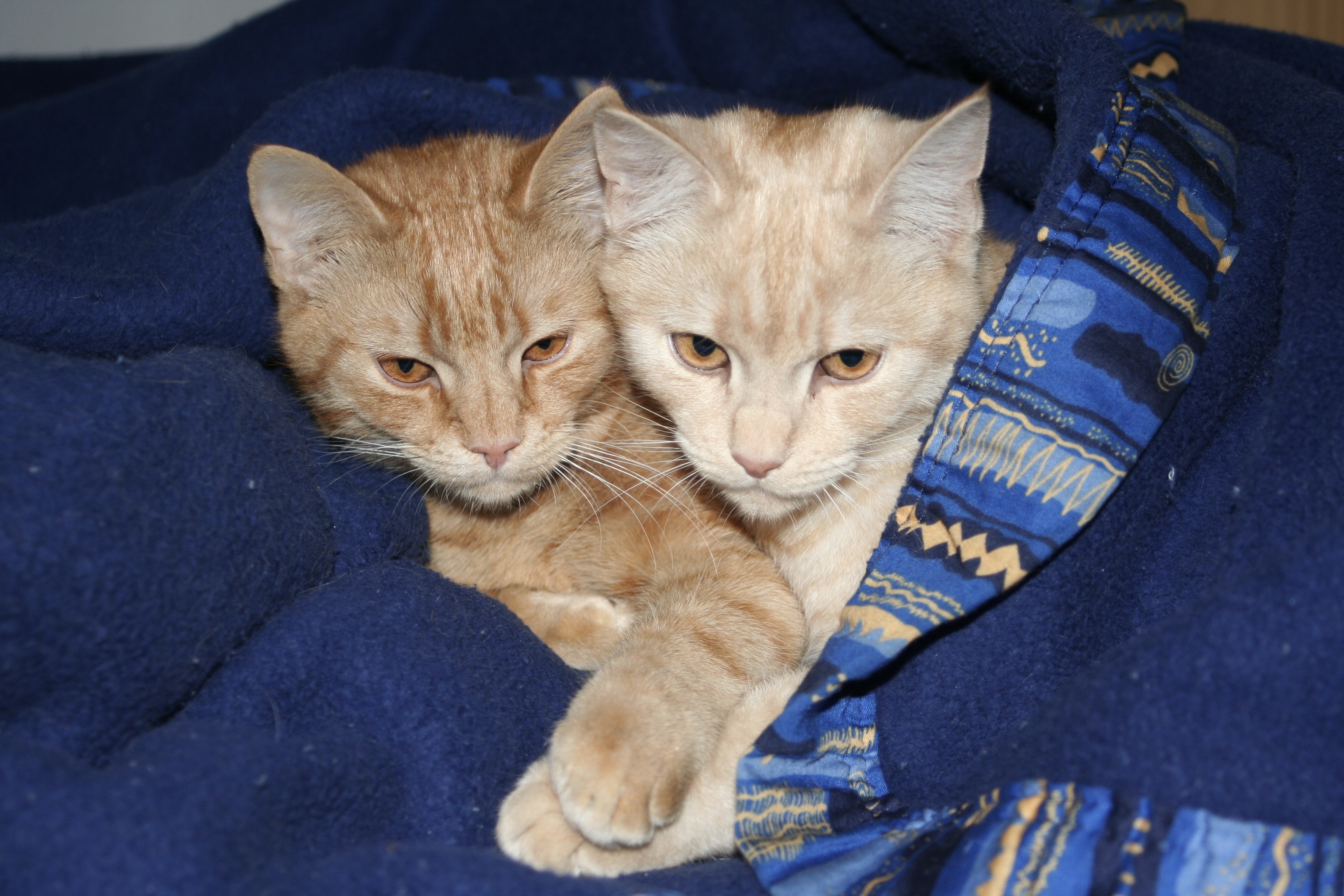 two orange tabby cat