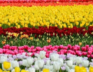 yellow, white and red tulips thumbnail
