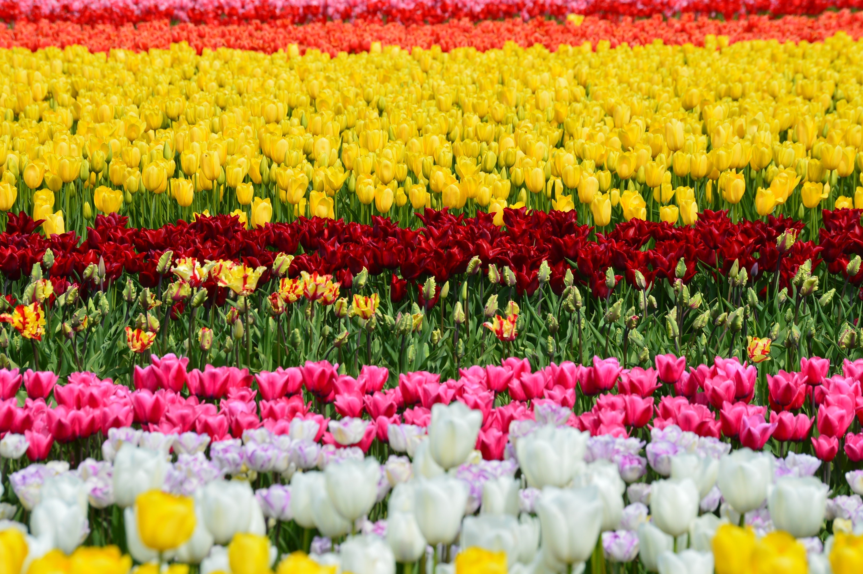 yellow, white and red tulips