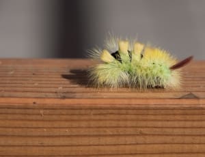 green moth caterpillar thumbnail