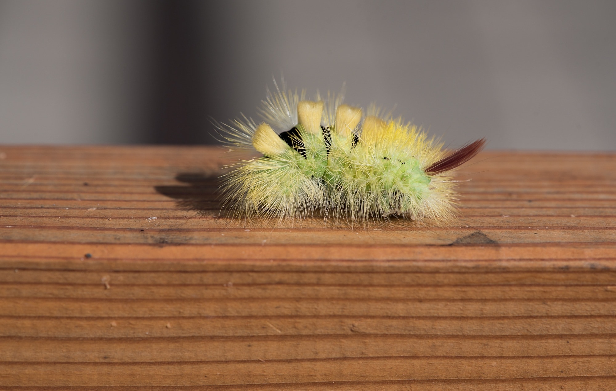 green moth caterpillar