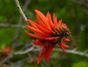 red coral tree flower thumbnail