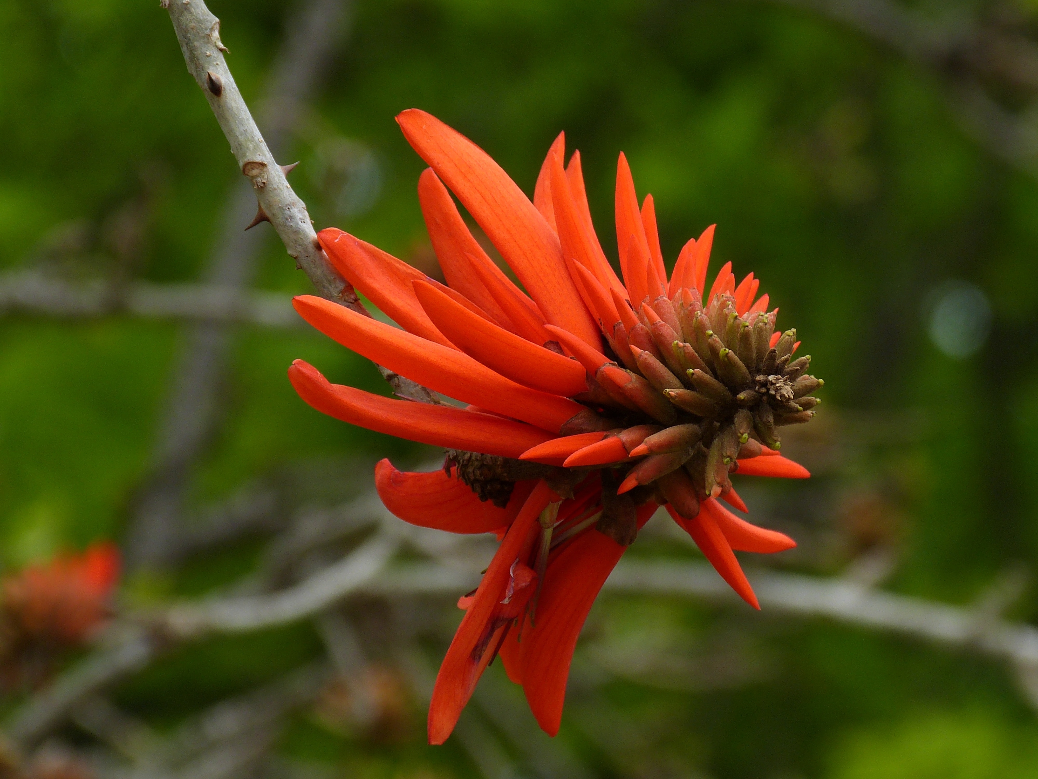 red coral tree flower
