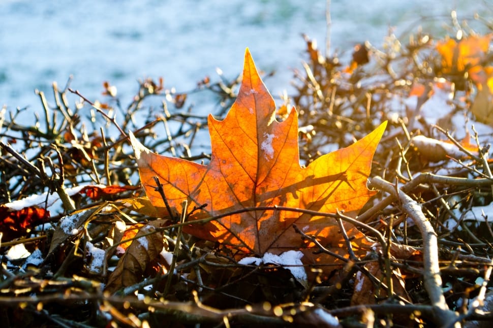 maple leaf with twigs at daytime preview