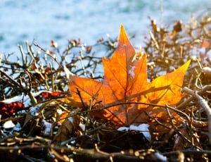 maple leaf with twigs at daytime thumbnail
