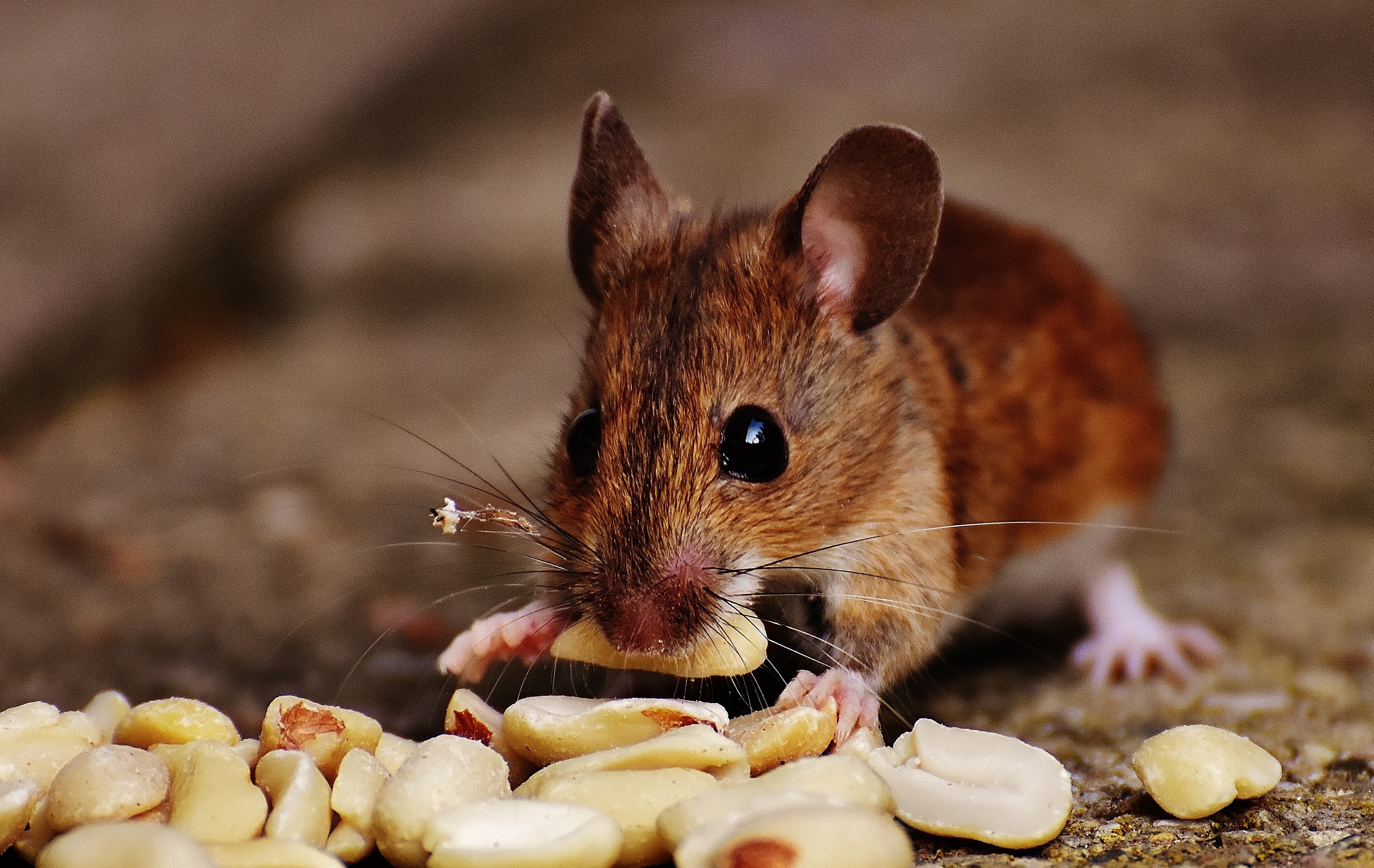 Коричневые мыши. Лесная мышь (Apodemus sylvaticus). Желтогорлая Лесная мышь. Мышевидный хомяк. Мышка домашняя.