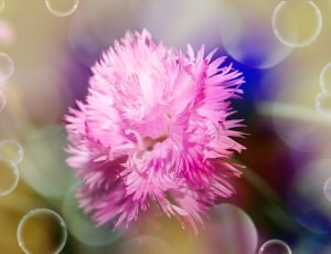 pink and white flower thumbnail